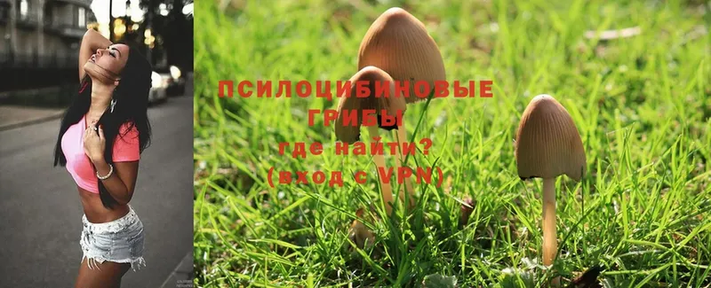 Псилоцибиновые грибы Magic Shrooms  купить наркоту  Гаврилов-Ям 